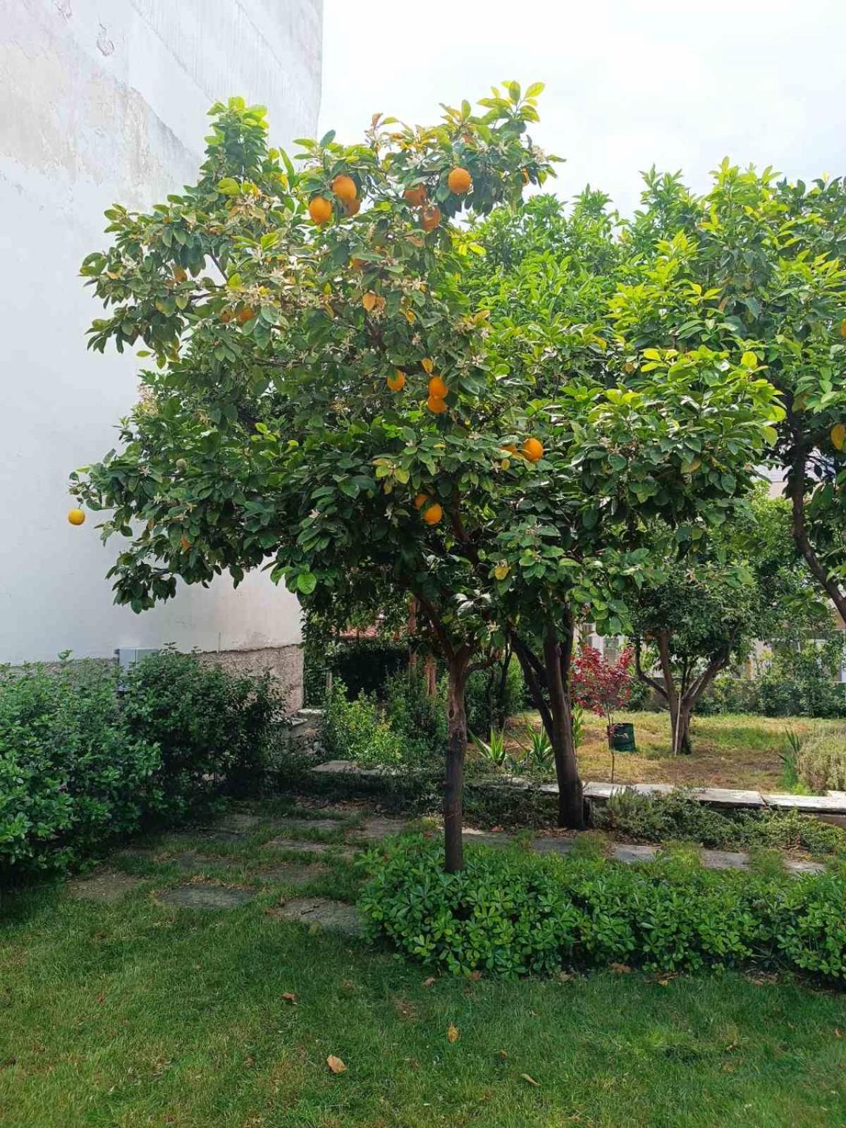 Betty'S Garden House Villa Nea Anchialos Ngoại thất bức ảnh