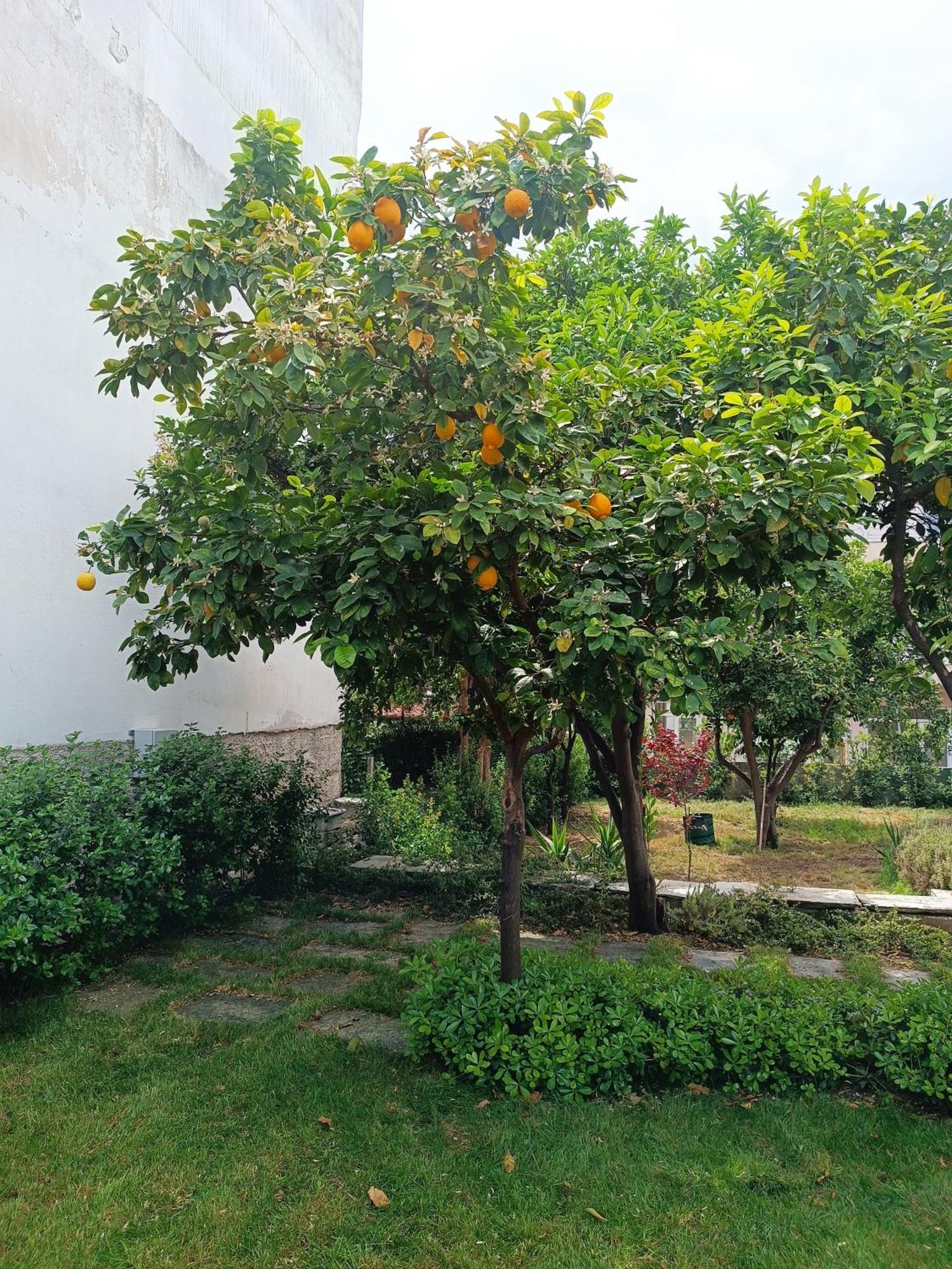 Betty'S Garden House Villa Nea Anchialos Phòng bức ảnh